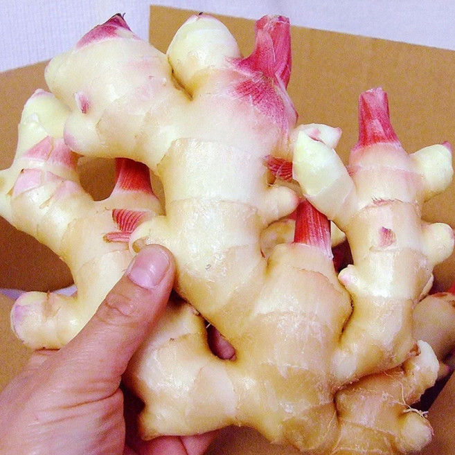 [최저가도전] 다씻은 세척생강 특품 생강 햇생강, 1박스, 세척특품 5kg