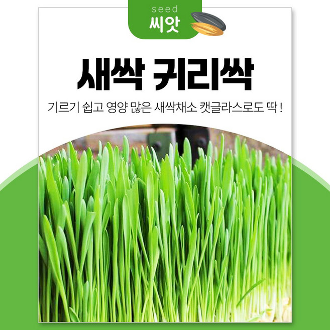 세경팜 영양만점 귀리싹 새싹 씨앗 30g 캣글라스, 5개