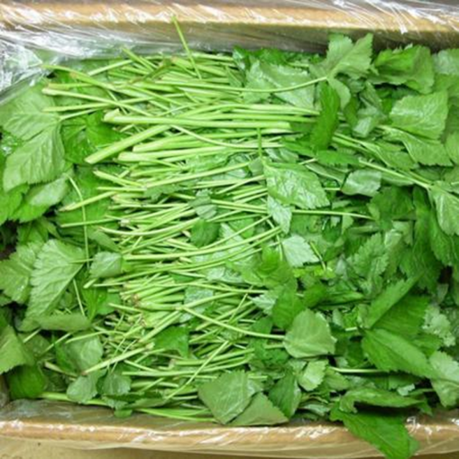 싱그럽고 향긋한 참나물 4kg / 1박스 업소용 식당용 야채 나물