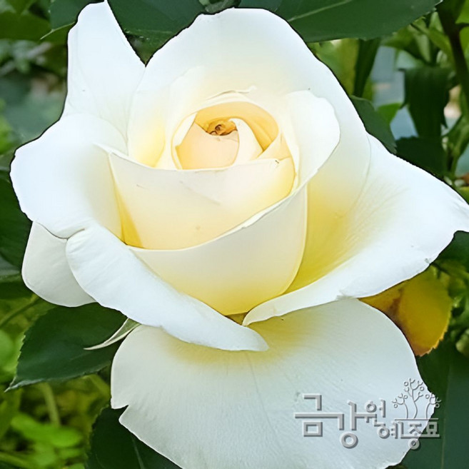 WH1 스니왈츠 사계덩굴장미 줄장미묘목, 포트묘 H1.0~H1.2, 1개