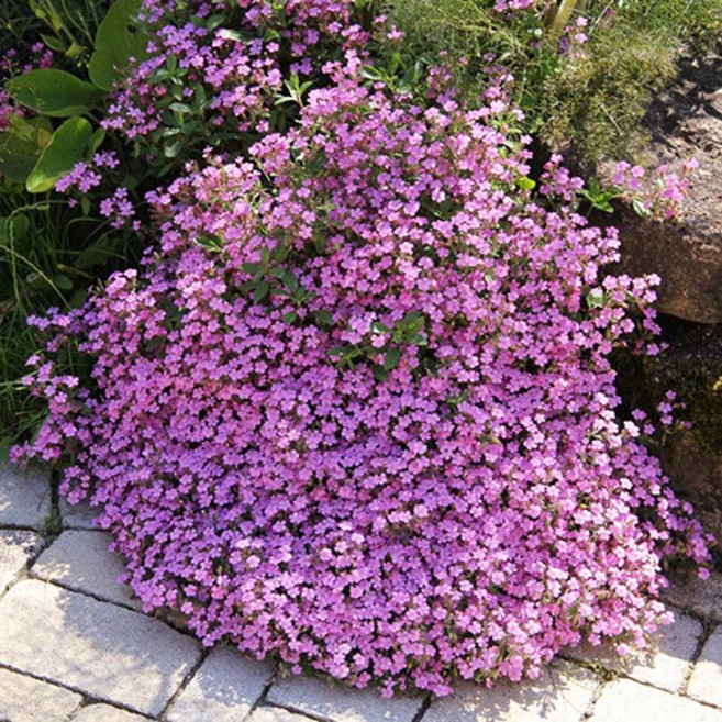 바위비누풀 씨앗 소포장 대포장 선택구매 노지월동 지피식물 꽃잔디대체, 대포장 600립, 1개