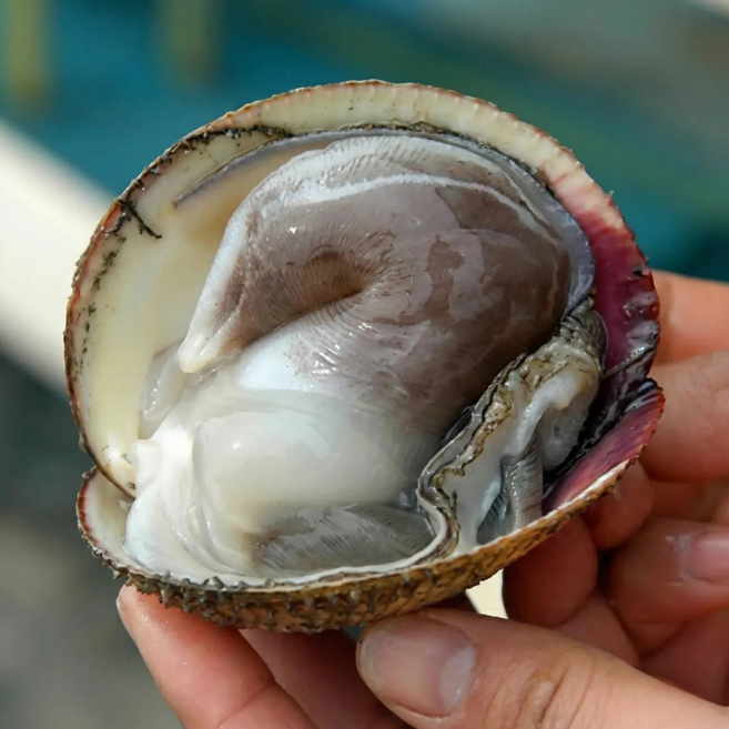 바른산지 여수 새조개 손질완료 진한 검정 초코빛 당일조업 산지직송, 2개, 200g