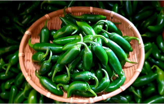(가락시장까망콩) 농가에서 바로 따서 보내드리는 피클용 장아찌 할라피뇨고추 1kg, 1개