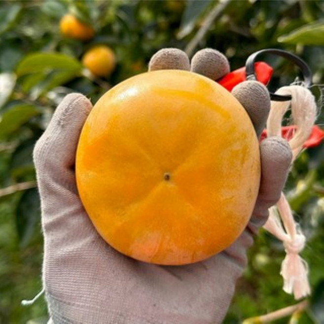 GAP인증 경남 부유단감 진영단감 고당도 고품질 선물용, 1개, GAP인증 부유단감 정품 10kg 54-60과 (s)