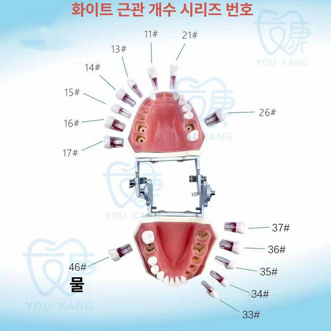 덴티폼 치과탐침 셀프치석제거 의자 스트랩 클립 테이블 시뮬레이션, 기타 화이트 치아 위치 지정, 1개, 1L