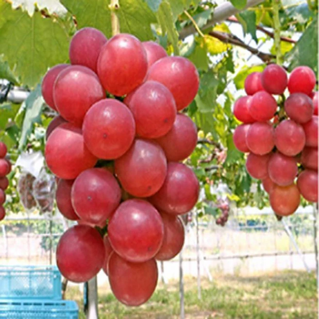 유실수 과실수 묘목 -포도-루비로망 -접목1년 TR038, 1개 - 쿠팡