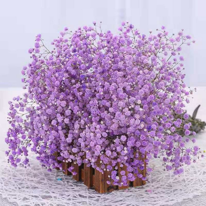 teddy6 滿天星乾燥花束 永生花 客廳擺飾 生日禮物 送女友 家居裝飾, 紫色滿天星-不含瓶【店主推薦】