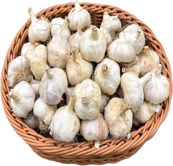 [싱싱야채소] 국내산100% 홍산마늘 5kg 10kg (등급선택), 1개, 10kg-소