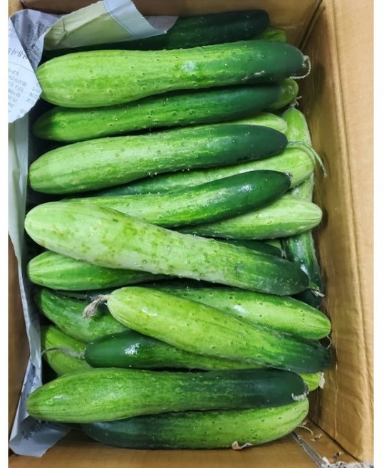 백오이 오이지용 지오이 상주 조선, 못난이-10kg, 1세트