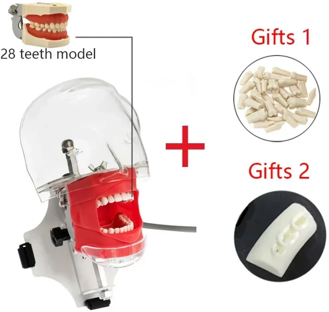 치과 의사 교육 연습 훈련 장치를위한 치아가있는 치과 팬텀 헤드 치과 의사 모델 Manikin Head Model Dent, [01] 옵션1