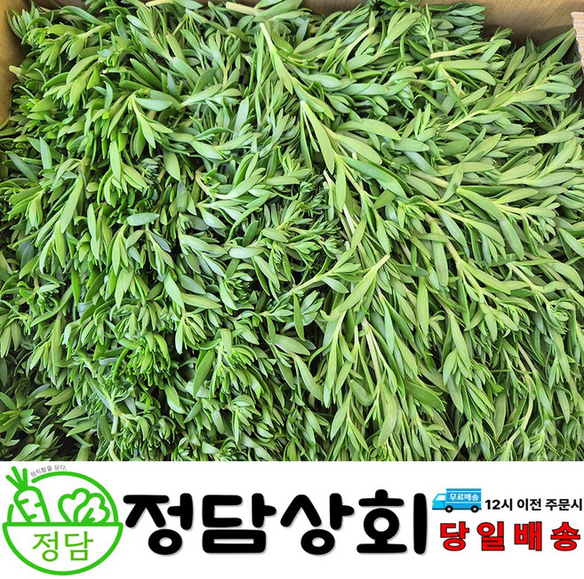 [ 정담상회 ] 국내산 돌나물 돗나물 돈나물 봄나물 1kg 2kg 4kg, 1박스