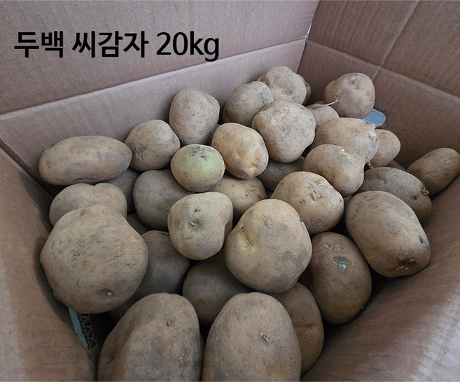 강원농산 씨감자 두백 20kg 보급종 감자씨, 1박스