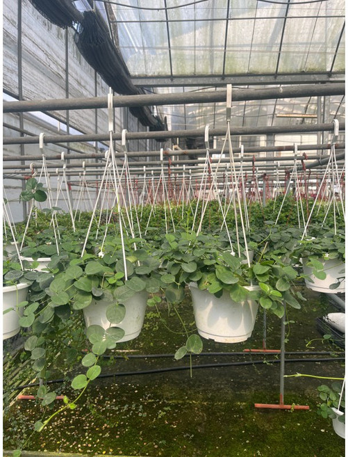 蘿蔓葉吊盆 仿真植物吊蘭 室內綠植裝飾, 1個