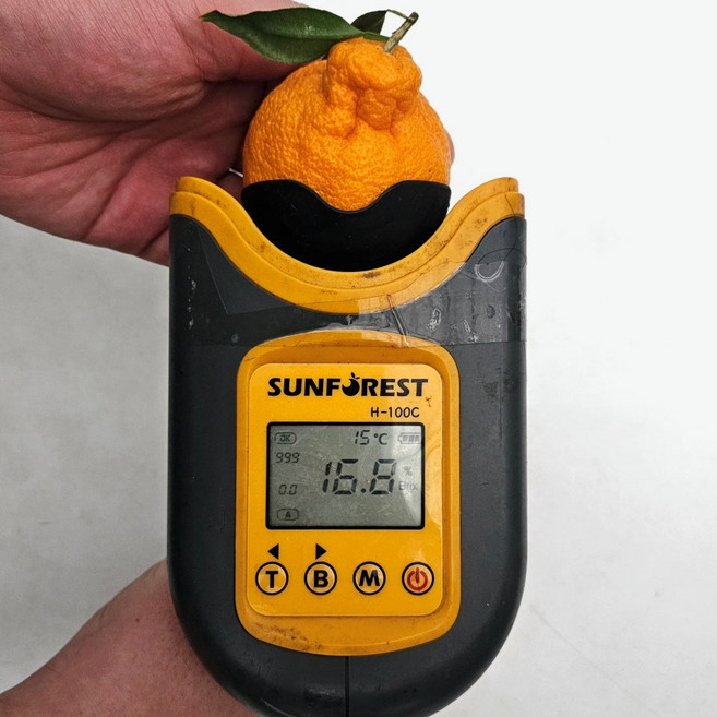 제주고씨네 농장직송 16브릭스 이상 한라봉 가정용 혼합과, 1개, 5kg