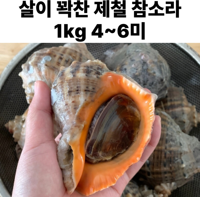 자연산 생물 참소라 살고동살 숙회 자숙 구이, 1개, 참소라 5kg(20-30미)