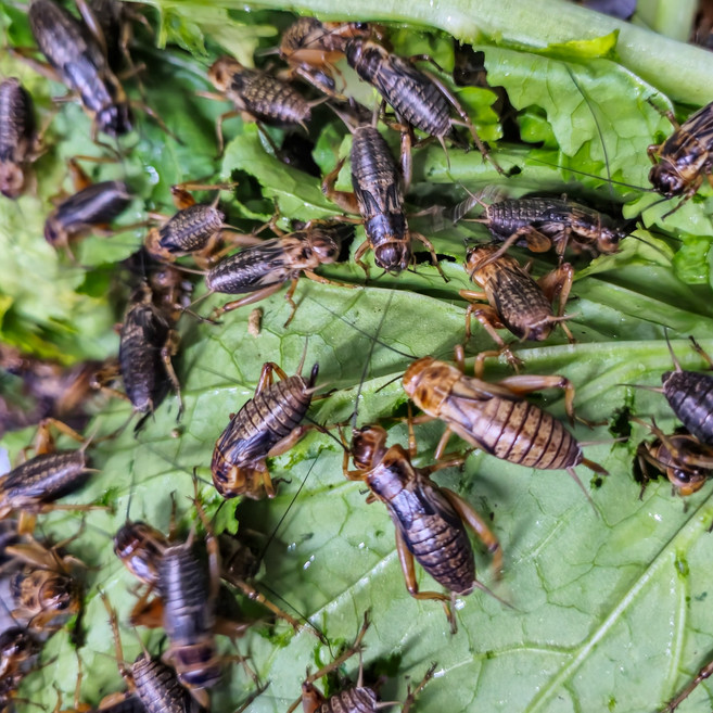 귀뚜라미 먹이 펫테일 토케이 게코도마뱀 파충류 개구리먹이, 200개, 중(1.3cm~1.7cm)