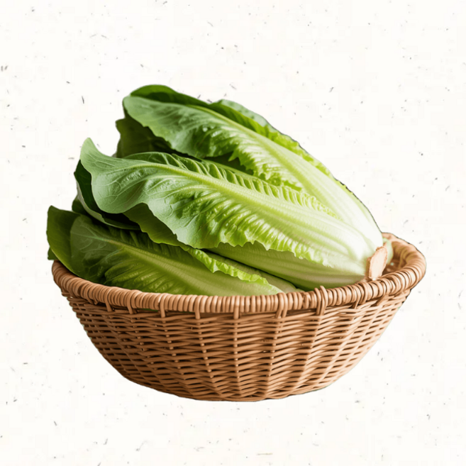 친환경 로메인상추 샐러드 쌈채소 로메인 신선 채소, 1kg, 1개, 1kg