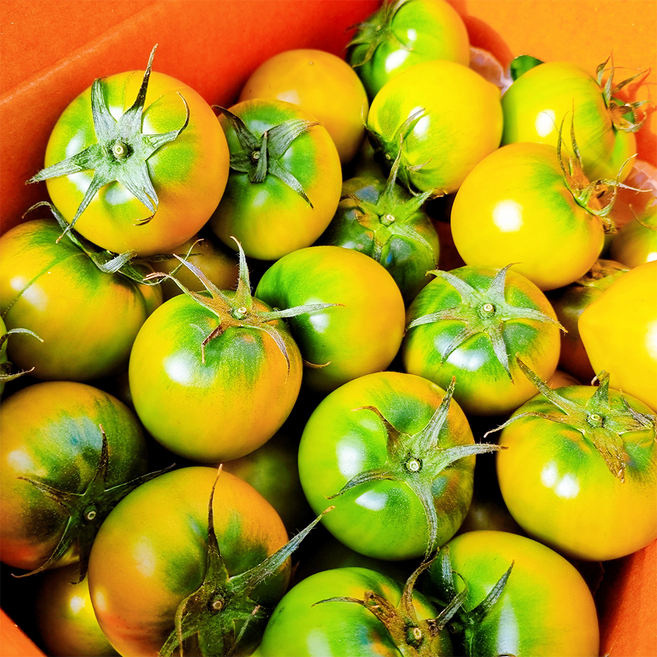 [대저청년농부 직송] 대저토마토 못난이 짭짤이, 1개, 2.5kg