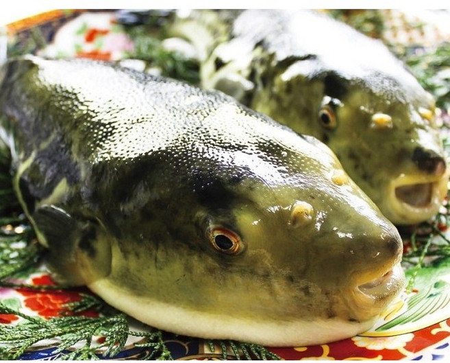 자연산 참복 손질 복어 까치복 500g 1kg, 1개, 손질 복어 500g(3-6미)
