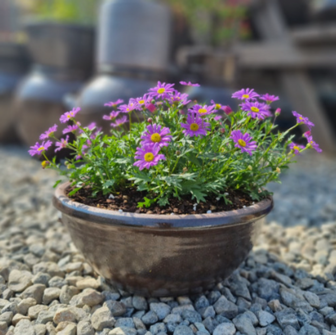 이호반 숨쉬는항아리 옹기화분 자배기 화분, 1개, 자배기화분