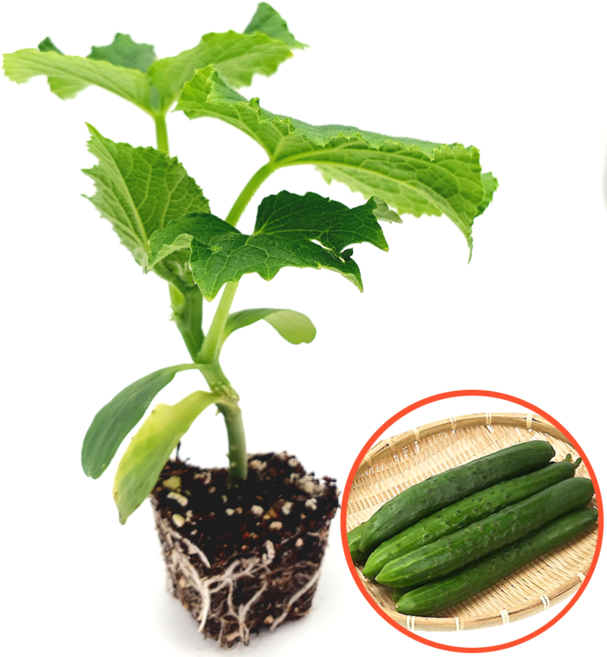 [파머씨드] 오이 모종 청오이모종 4개 취청오이, 청오이