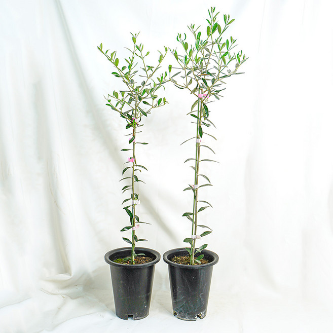 갑조네 올리브나무(외목대) 중품 반려식물 개업선물 집들이선물, 1개