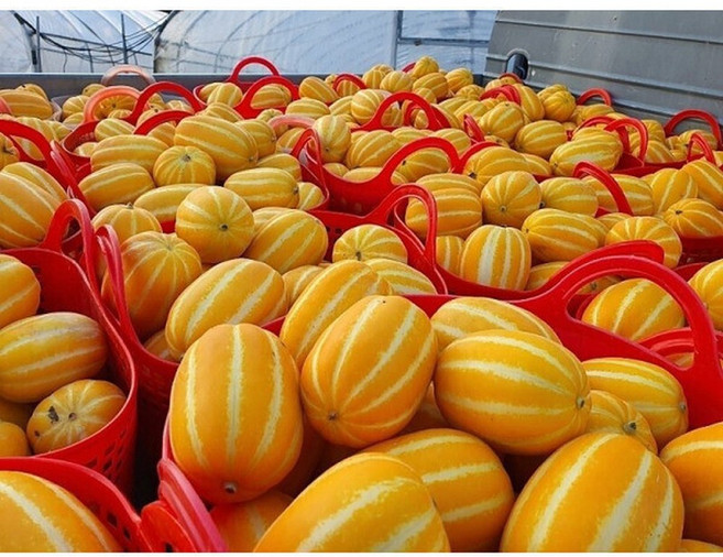 산지직송 당도선별 가정용 랜덤 성주참외 2kg 실중량, 1개