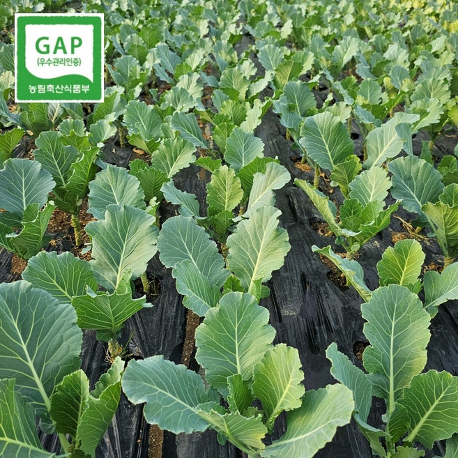[율이네식탁] 모듬쌈채소 샐러드채소 유러피언 로메인 케일 당일수확 산지직송, 케일 2kg, 2kg, 1개