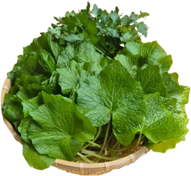 국내산 와사비잎 쌈채소 고추냉이잎 당일수확 생와사비잎, 300g, 1박스