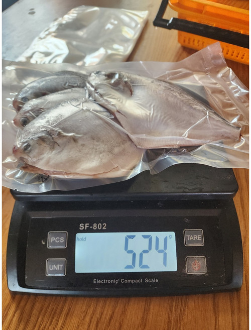 완도 급냉 손질병어 횟감용 특대 300g 병치 덕자, 횟감용 병어중4/5미 손질후 500g이상, 1개