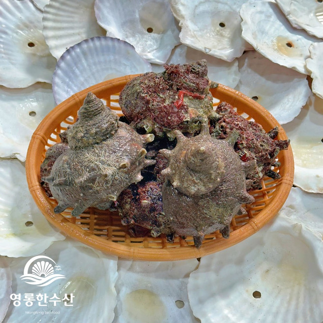 (영롱한수산) 여수 활 뿔소라 2kg 자연산 (산지직송), 1개, 뿔소라 3kg