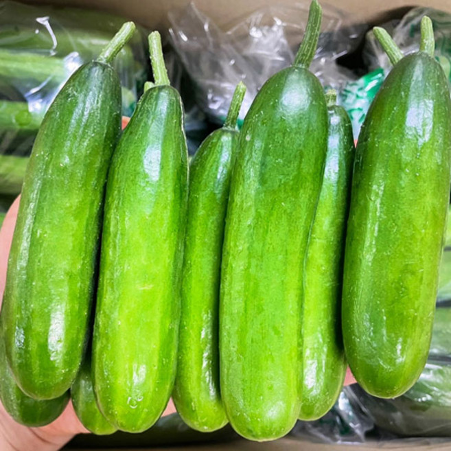 (진짜 특가) 아삭 아삭 햇 특품 미니오이 스낵오이 1박스, 1개, 1kg (15개 내외)