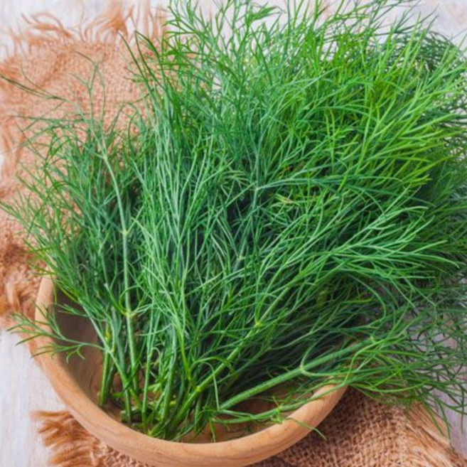 국내재배 딜 허브 생잎 100g Dill 신선 허브 향신 샐러드 요리용 채소, 1박스