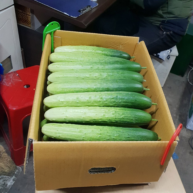 국내산 백다다기오이, 1박스, 특5kg