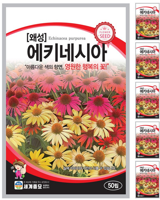 왜성 에키네시아 50립 일년생 다년생 꽃씨앗 종자, 6개