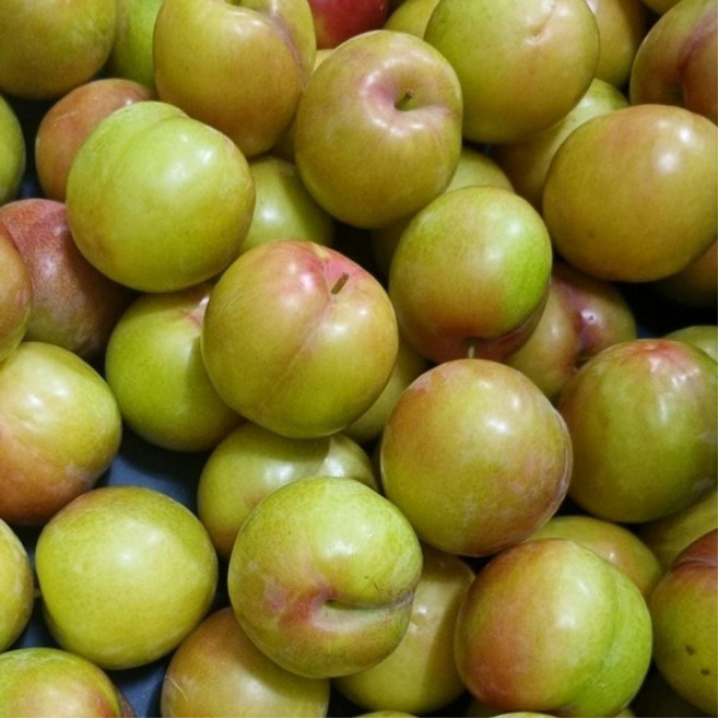 자두 1kg 특 han+2938FY, 1박스, kg