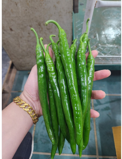 [아삭한] 미인고추 롱그린고추 아삭이고추 500g 1kg 5kg, 롱그린고추 500g, 1개