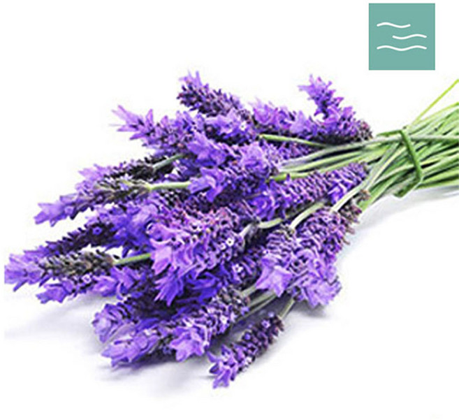 마타바 에센셜 오일 10ml, 라벤더 커머셜