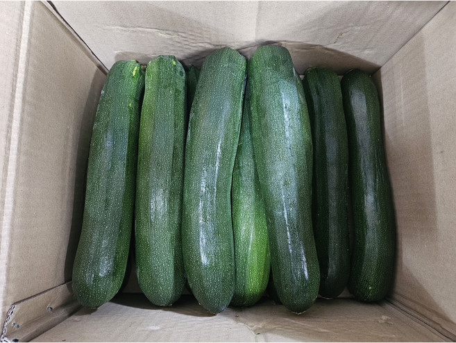 쥬키니호박, 1개, 10kg