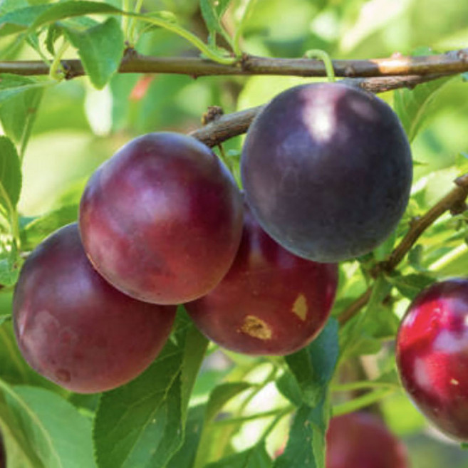 자두나무 신품종 퍼플퀸 자두 묘목 5년생 결실주, 퍼플퀸 자두나무 5년생 결실주