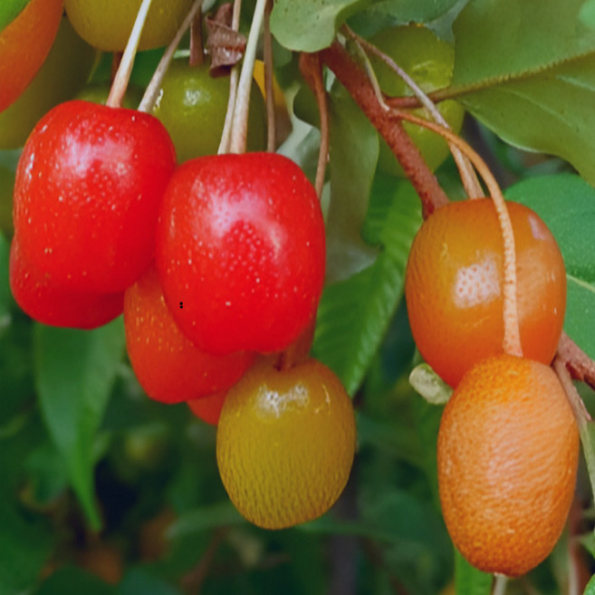 목하원예조경 보리수나무 묘목 왕보리수 R3 전후 결실주 자가수정 유실수 정원용, 1개, 단일