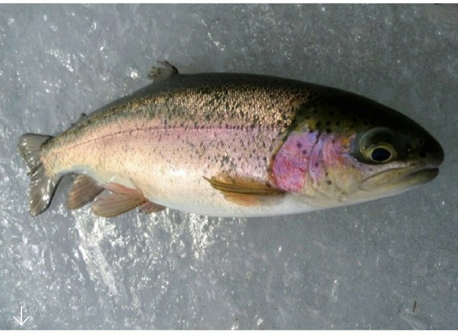 송어 냉동 무지개송어 매운탕 조림 국내산 민물고기 청원민물고기직판장, 냉동 1k, 1개, 송어[손질안되어있음]