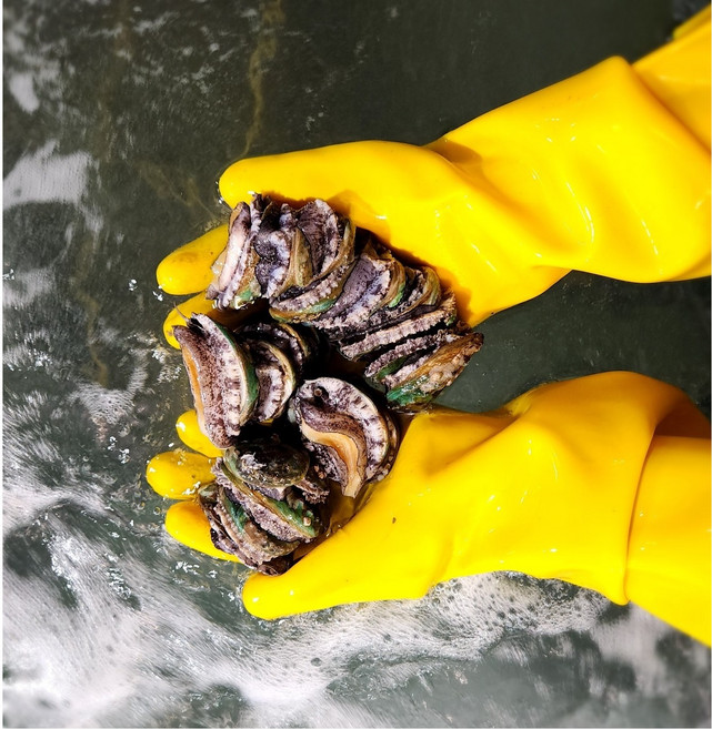 [완도 산지직송] 활 꼬마전복 1kg(50-70미) 라면 미니 꼬마 부터 왕특대 선물세트, 꼬마 25-30미, 추가안함, 1개, 1kg내외