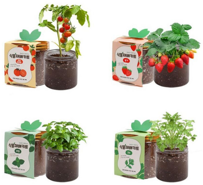 셀프 식물 재배 키트 방울토마토 딸기 고수 바질 투명 화분 반려식물 키우기 학교 유치원 교육용, 04바질