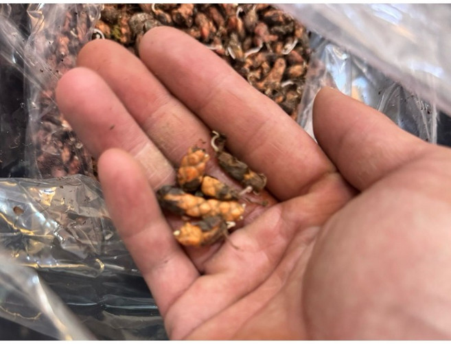 苔鑽 紫葉酢漿草 高發芽率 草本觀葉觀花植物 適合盆栽微景觀, 1個, 1顆，紫葉酢漿草（裸根寄送）,大小約1-2公分