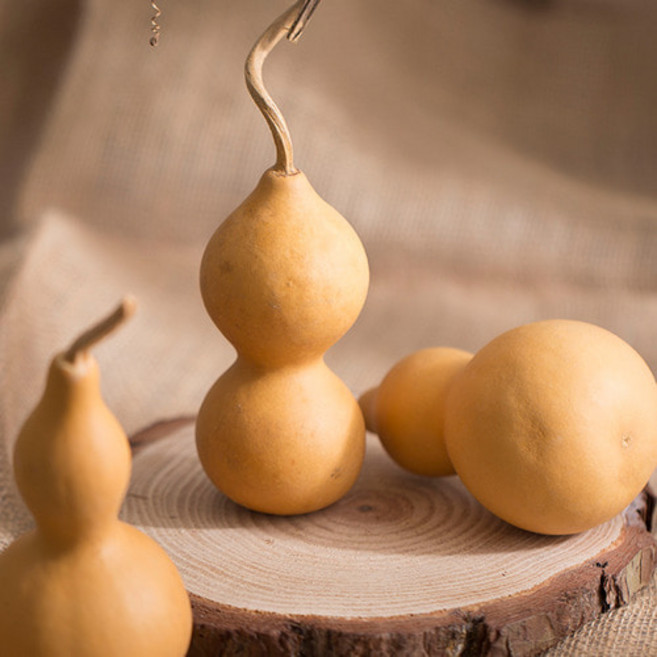 조롱박 1P(15cm)-가을장식 가을인테리어 가을환경구성 가을디스플레이 계절소품 장식 모형 인테리어 홈데코 꾸미기 가을식품 장난감음식 식품관장식 가짜과일 야채모형 환경구성