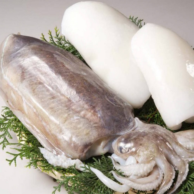 겨울철 서해안 생물 갑오징어, 1개, 생물 갑오징어 3kg