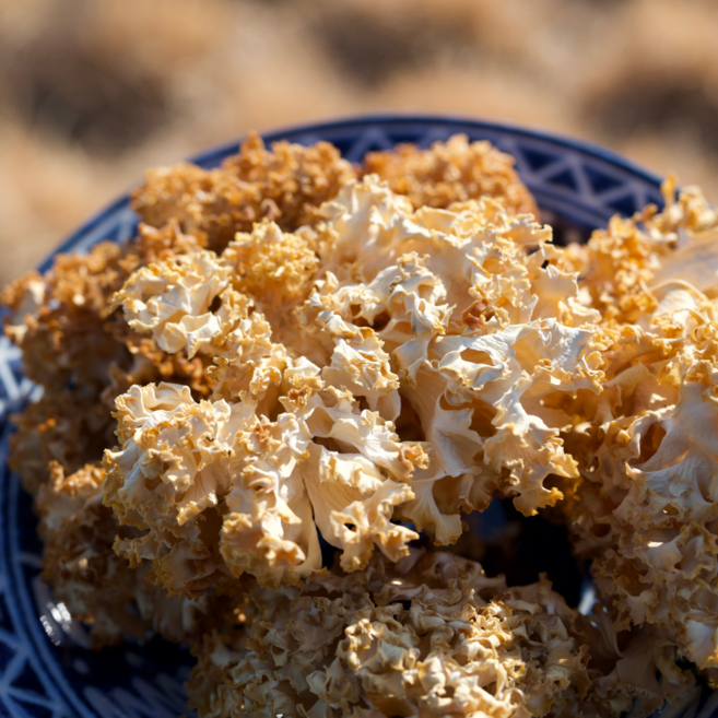 건조 꽃송이버섯 100g 유기농인증 무농약 신선농장