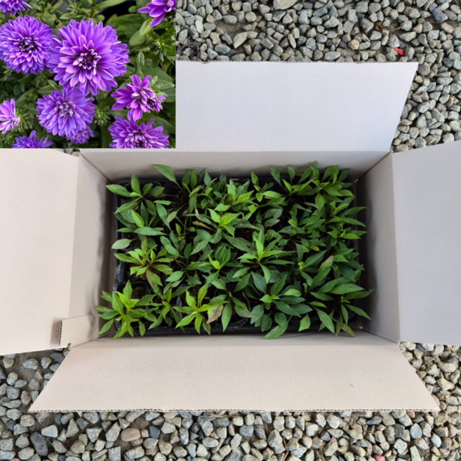 아스타 보라 25개세트 아스타국화꽃 노지월동, 1개