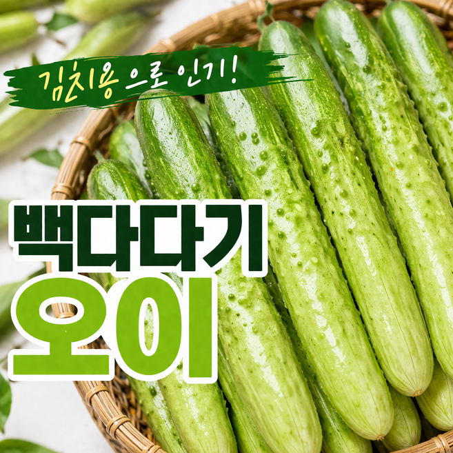 국내산 백다다기 오이 김치용 오이소박이 아삭한 다용도 생오이 신선배송, 1박스, 실중량 5kg